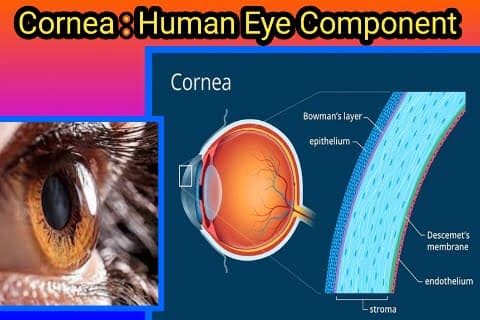 The Cornea: A Crucial Component of the Human Eye